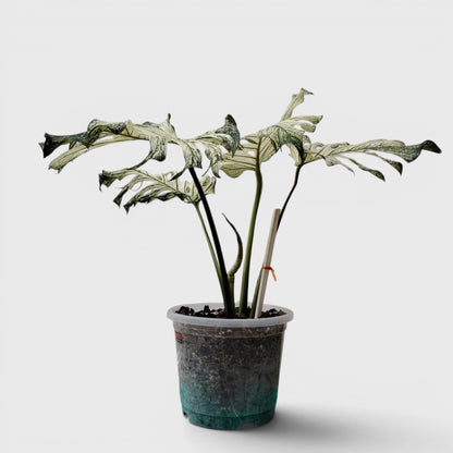 Rare Monstera 'Devil Monster' – Giant Fenestrated Monstera