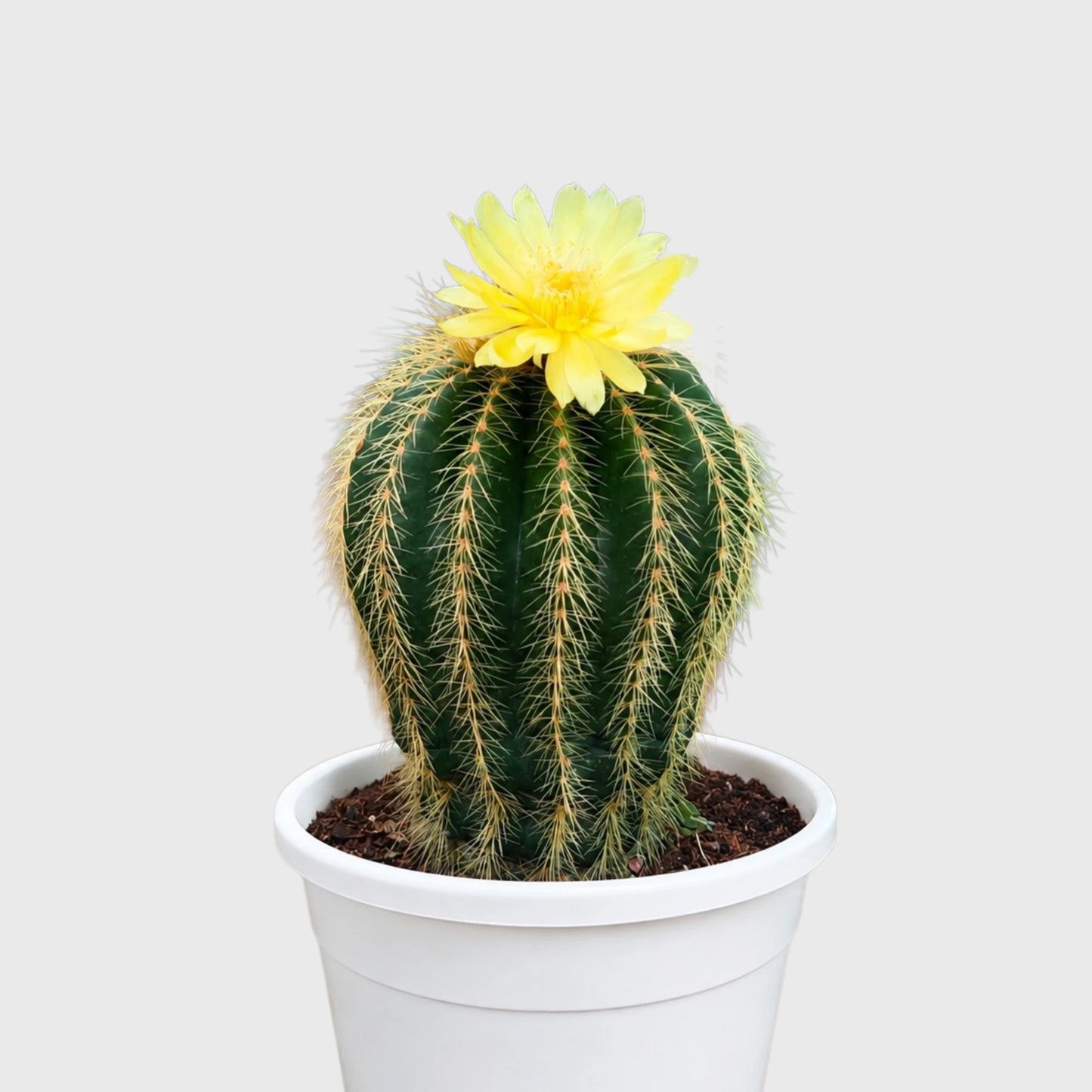 Large Parodia Leninghausii | Mature Flowering Golden Cactus Specimen
