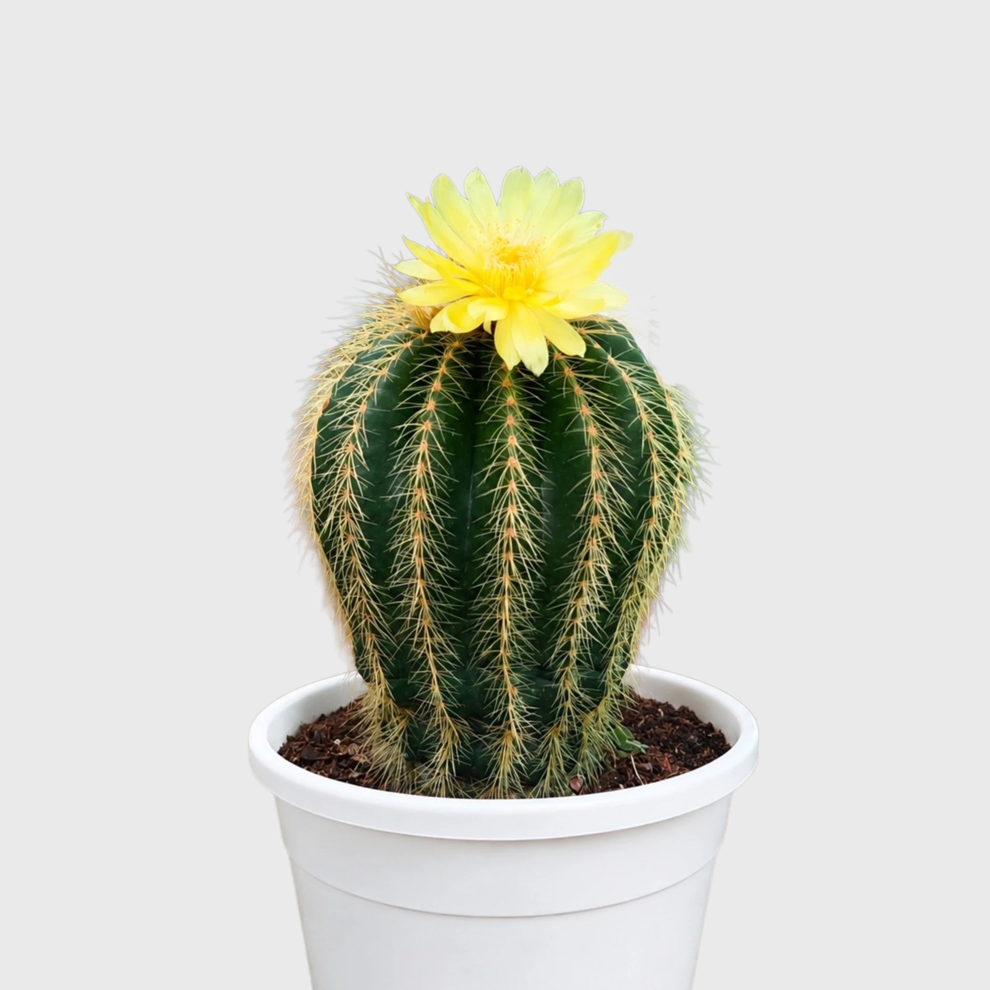 Large Parodia Leninghausii | Mature Flowering Golden Cactus Specimen