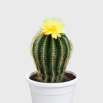 Large Parodia Leninghausii | Mature Flowering Golden Cactus Specimen