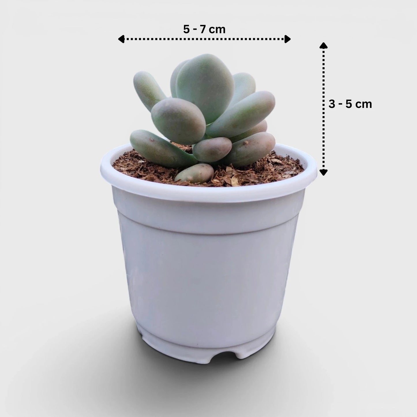 Blue Moonstone Pachyphytum Oviferum – Buy Succulents Online in India