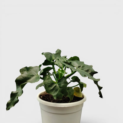 Rare Philodendron Atom | Compact Tropical Aroid Foliage Indoor Plant