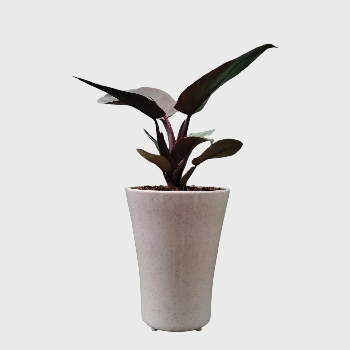 Rare Philodendron Black Cardinal | Well Rooted Mature Indoor Plant