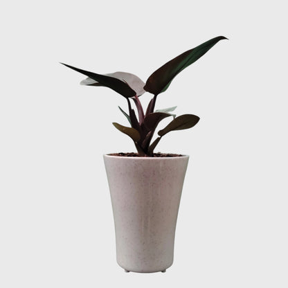 Rare Philodendron Black Cardinal | Well Rooted Mature Indoor Plant