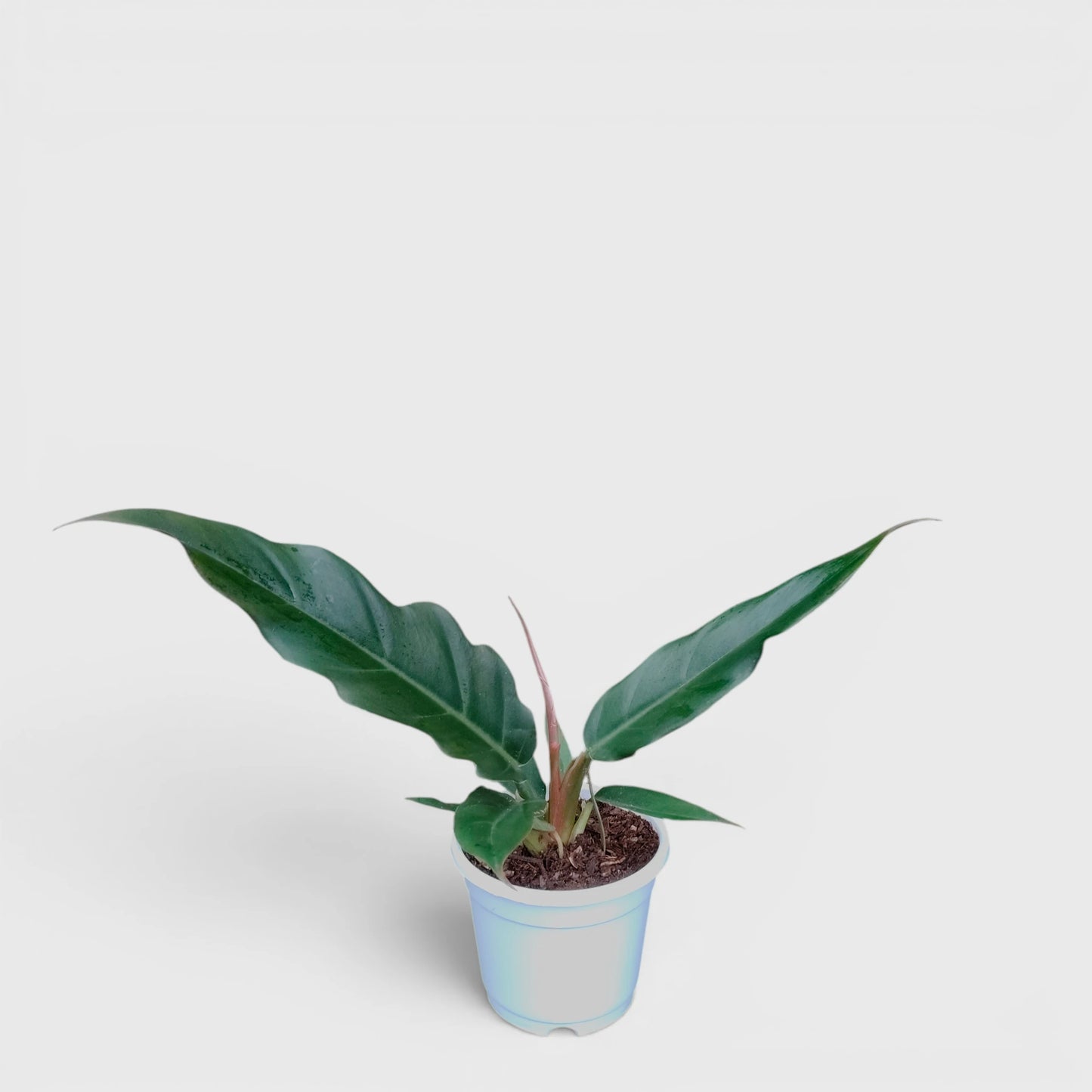 Philodendron Pluto (Choco Empress) | Rare Indoor Foliage Live Plant