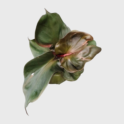 Philodendron Red Heart | Rare Well Rooted Mature Collector Plant