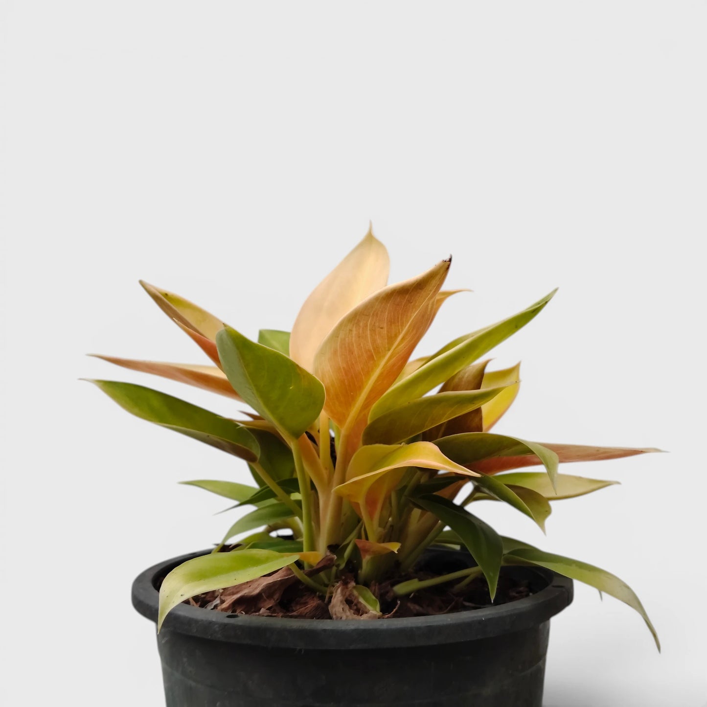 Rare Philodendron Yellow Congo 10–12 Inch Plant
