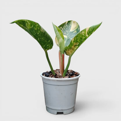 Rare Philodendron Green Congo Aurea Variegated – Golden Variegated Self-Heading Collector Aroid