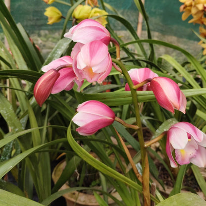 Cymbidium Orchid Pink 011 – Symbol of Friendship, Respect & Luxury