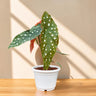 Begonia Maculata (Polka Dot Begonia) | Mature Indoor Plant