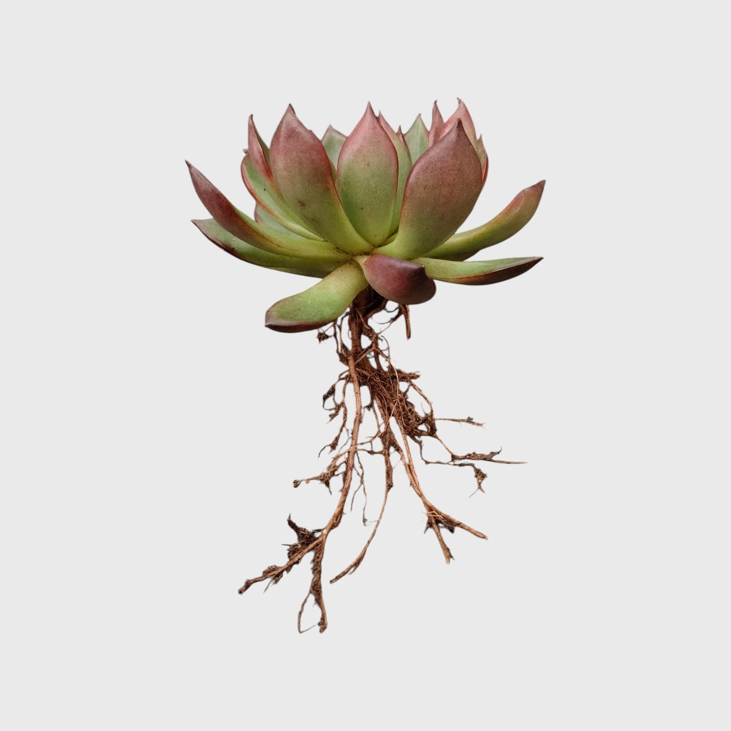 Premium red edge echeveria