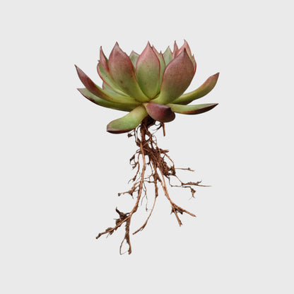 Premium red edge echeveria