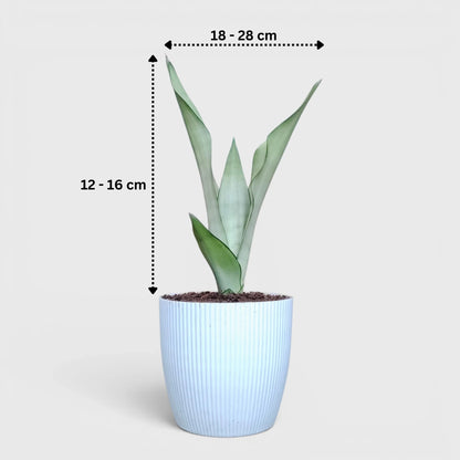 Sansevieria Trifasciata Moonshine Silver Snake Plant | Well Rooted Mature Air Purifying Indoor Plant