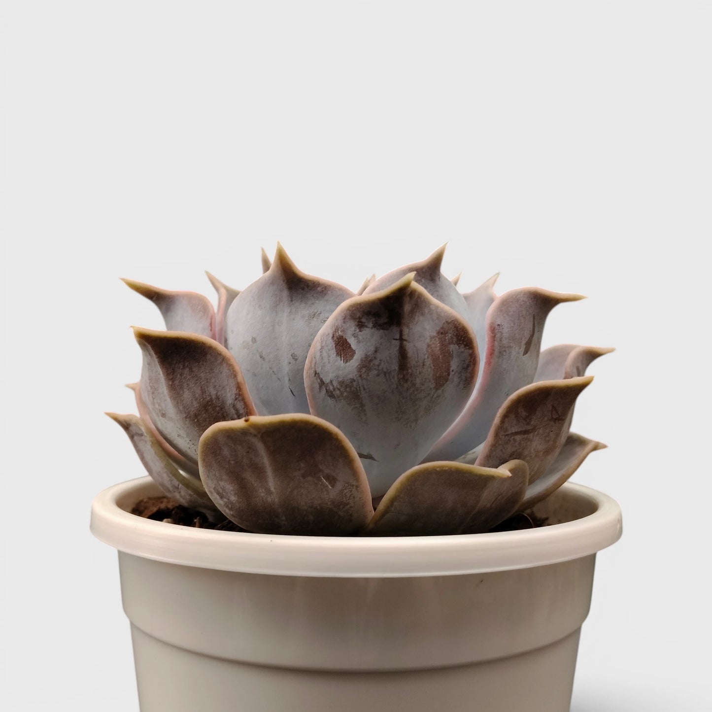 Echeveria Lilacina – Ghost Echeveria Succulent | Premium Silver Rosette Plant