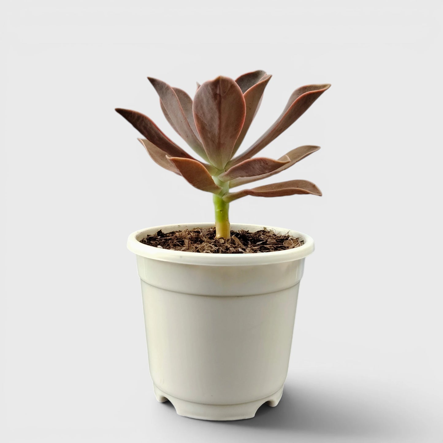 Graptoveria 'Fred Ives' – Color-Changing Rosette Succulent Indoor Plant