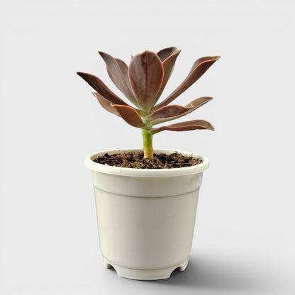 Graptoveria 'Fred Ives' – Color-Changing Rosette Succulent Indoor Plant