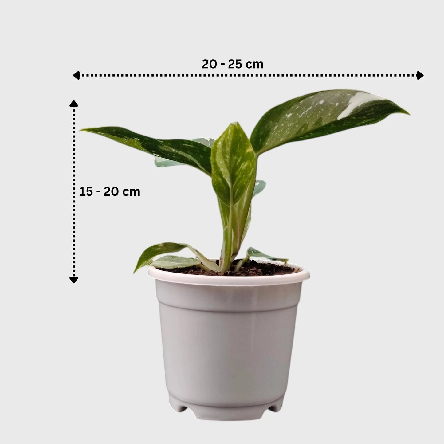 Philodendron White Princess Splash – Rare Variegated Aroid Foliage Indoor Plant