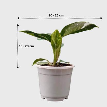 Philodendron White Princess Splash – Rare Variegated Aroid Foliage Indoor Plant