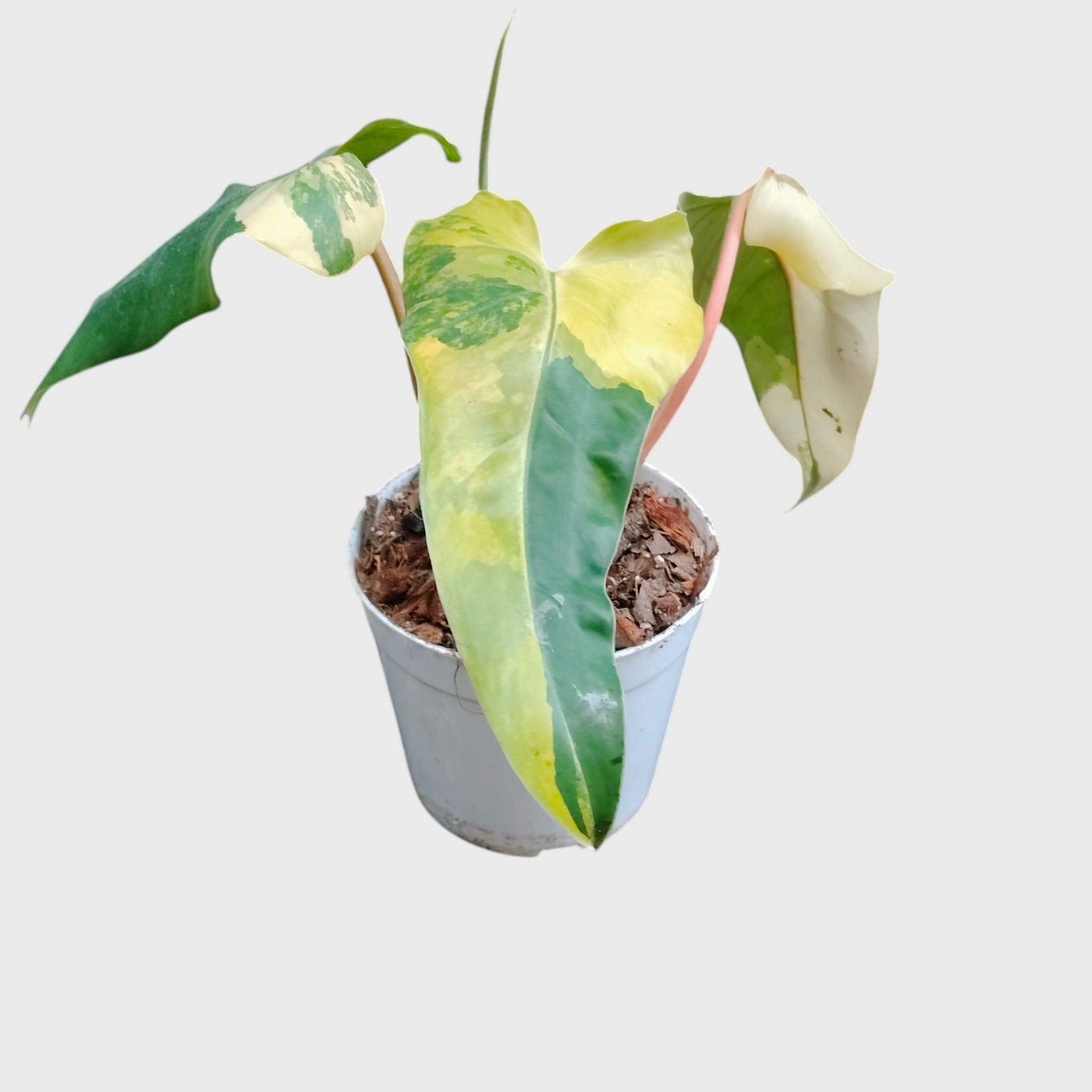 Philodendron Burle Marx Aurea Variegated | Rare Yellow Variegated Philodendron (25–30 CM) | With Pot
