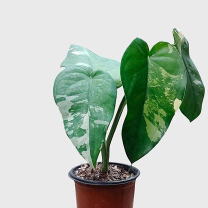 Syngonium Chiapense Variegated – Rare Aroid Foliage Indoor Plant | With Pot