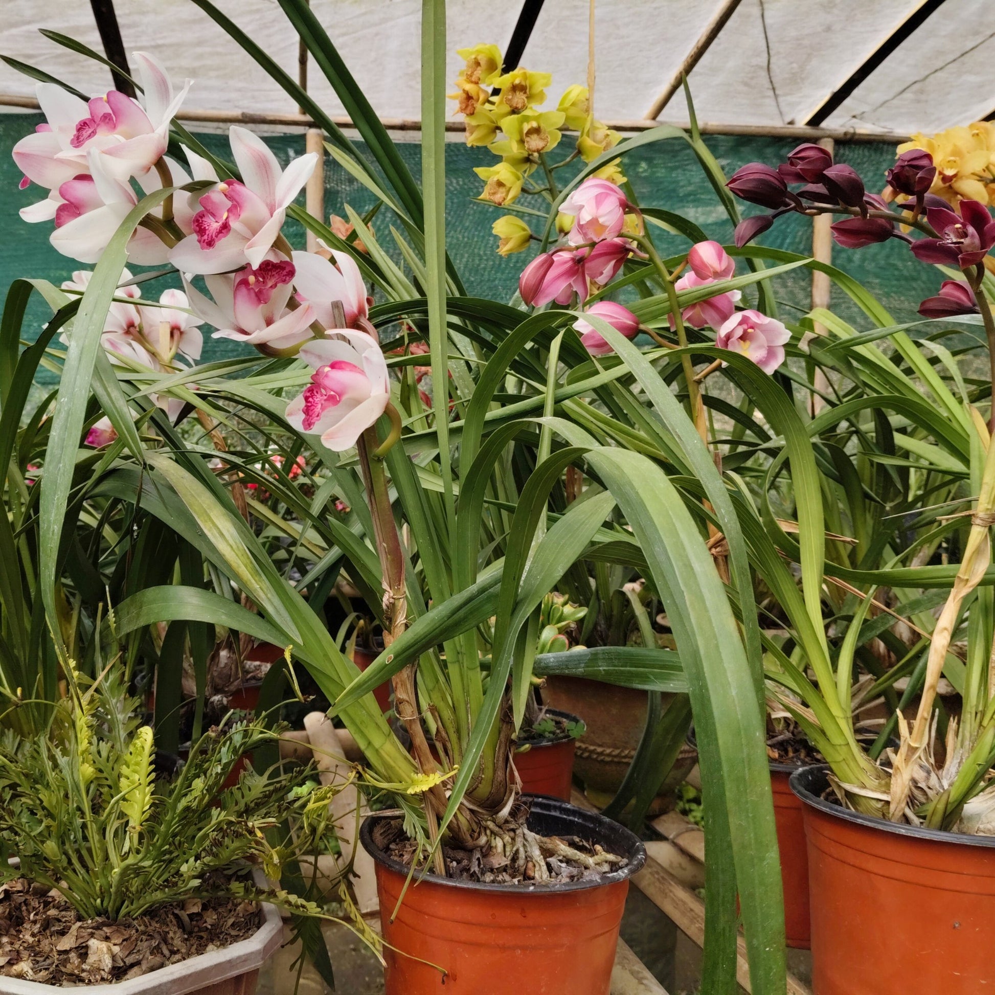 Indoor white Cymbidium orchid plant