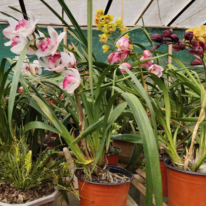 Indoor white Cymbidium orchid plant