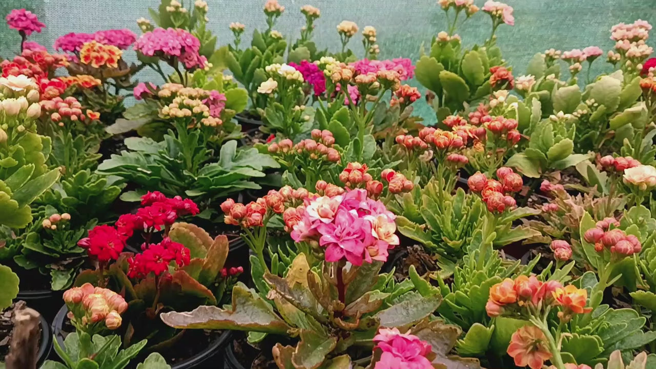 Load video: Buy succulents, cacti, azaleas, philodendron, indoor and out door plants and more.