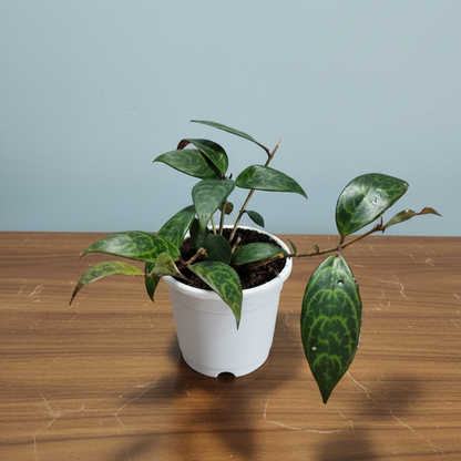 Black Pagoda Lipstick Plant (Aeschynanthus longicaulis) – Mature Medium Size, Well-Rooted, Bare-Rooted Indoor Hanging Plant