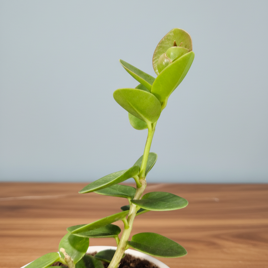 Hoya Cummingiana (Hoya cumingiana Decne.) Live Plant – Mature Medium Size, Well-Rooted, Bare-Rooted Indoor Hoya