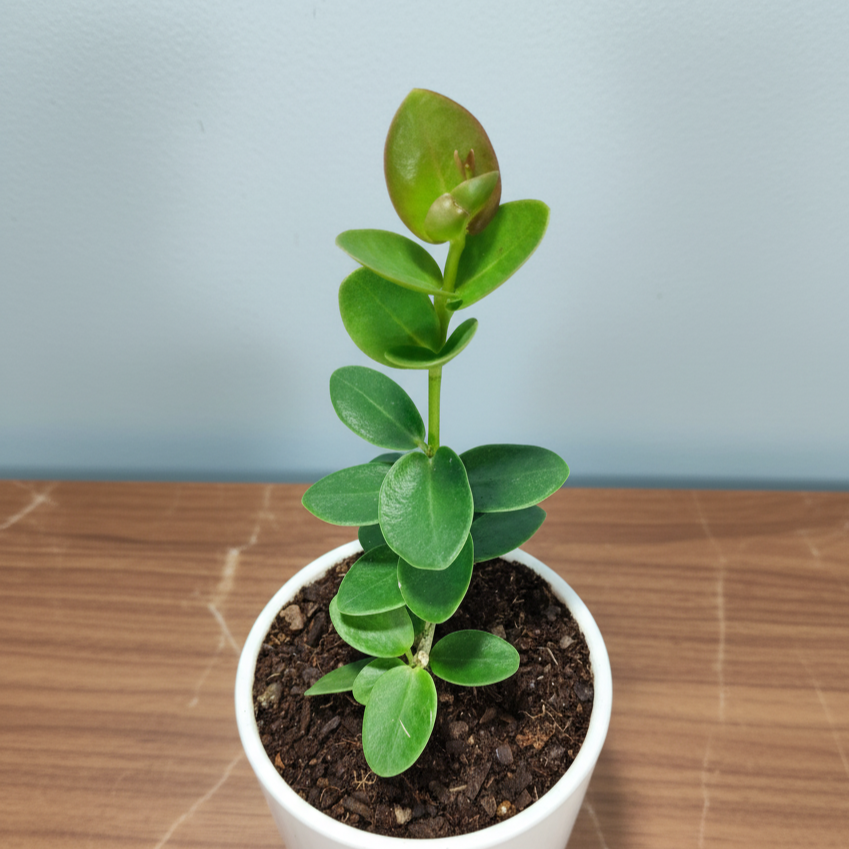 Hoya Cummingiana (Hoya cumingiana Decne.) Live Plant – Mature Medium Size, Well-Rooted, Bare-Rooted Indoor Hoya