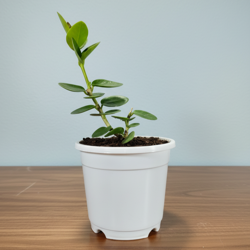 Hoya Cummingiana (Hoya cumingiana Decne.) Live Plant – Mature Medium Size, Well-Rooted, Bare-Rooted Indoor Hoya