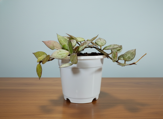 Hoya Krohniana Black Silver Live Plant – Mature, Well-Rooted Bare-Rooted Indoor Hanging Plant