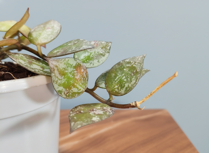 Hoya Krohniana Black Silver Live Plant – Mature, Well-Rooted Bare-Rooted Indoor Hanging Plant