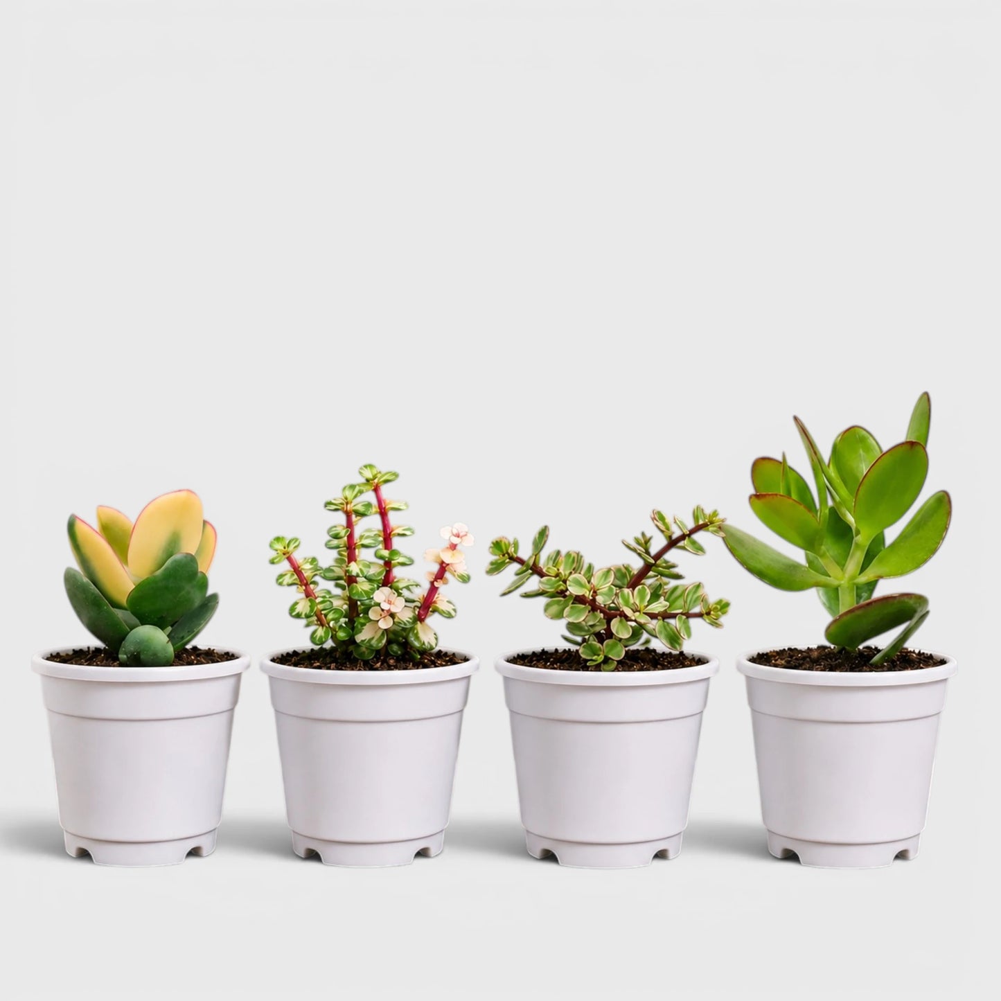 Lucky Jade Plants Collection of 4 | Vastu & Prosperity Plants with Free Shipping