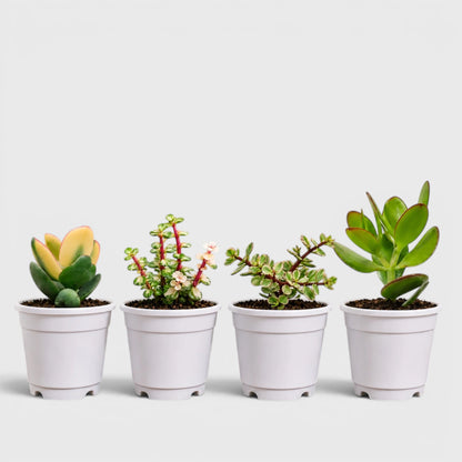 Lucky Jade Plants Collection of 4 | Vastu & Prosperity Plants with Free Shipping