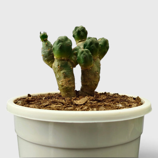 Puna Cactus (Incahuasi Maihueniopsis Subterranea) - Nature's Enchantment for Every Space