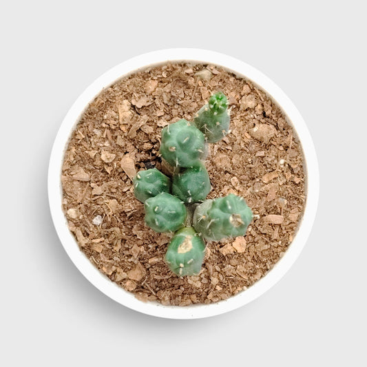 Puna Cactus (Incahuasi Maihueniopsis Subterranea) - Nature's Enchantment for Every Space