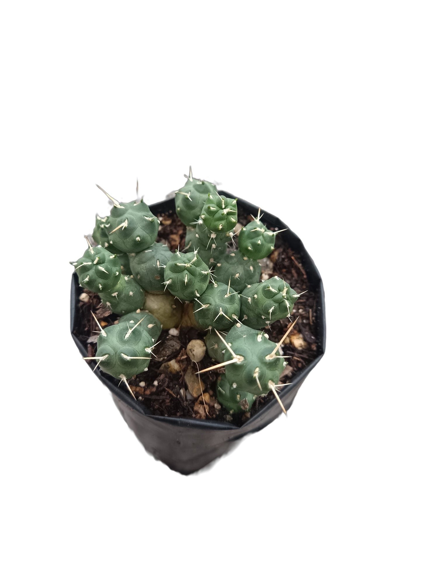 Puna Incahuasi Maihueniopsis Subterranea (Rare Cactus) - Nature's Enchantment for Every Space - My Store
