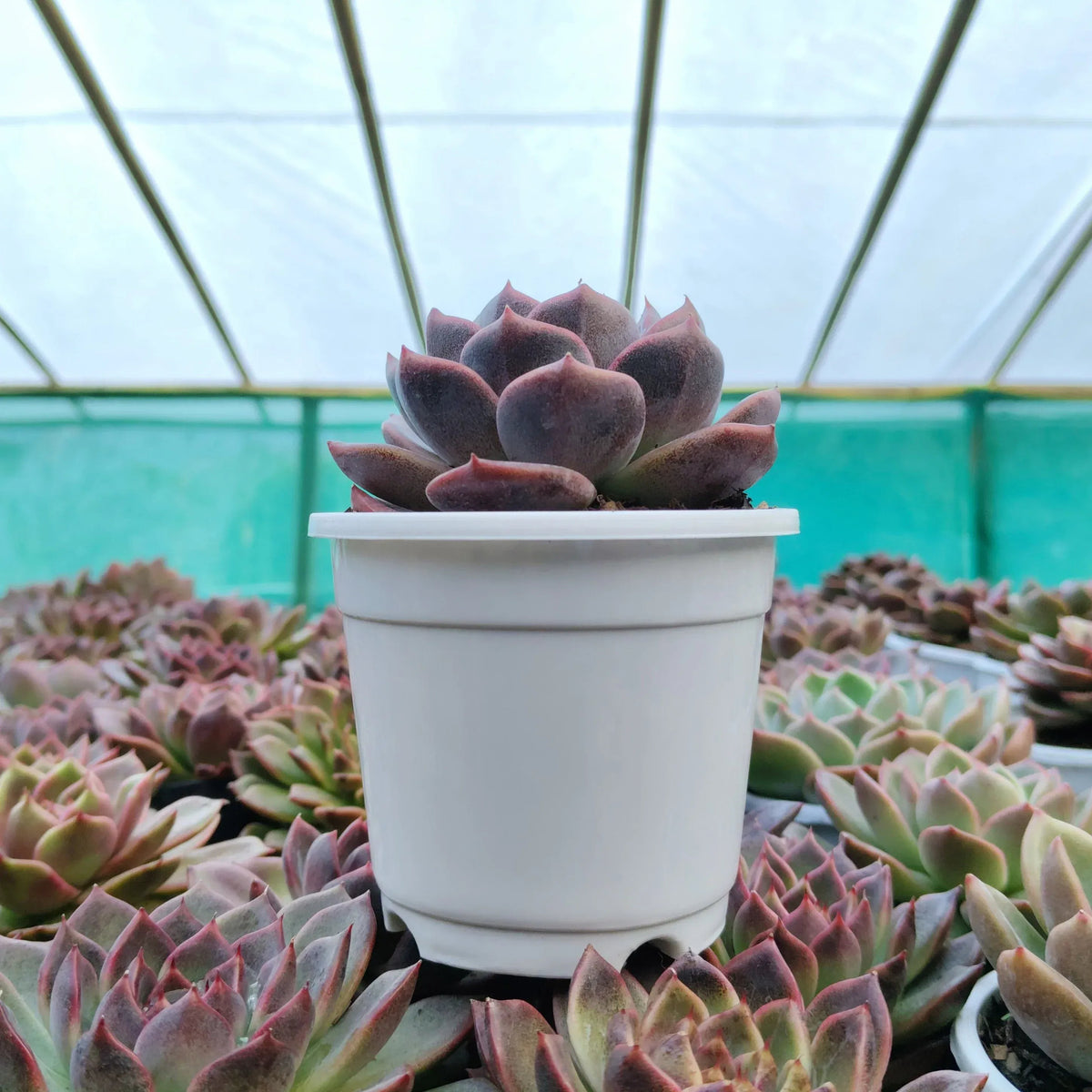 Echeveria Purple Blue Grapes with compact rosette foliage