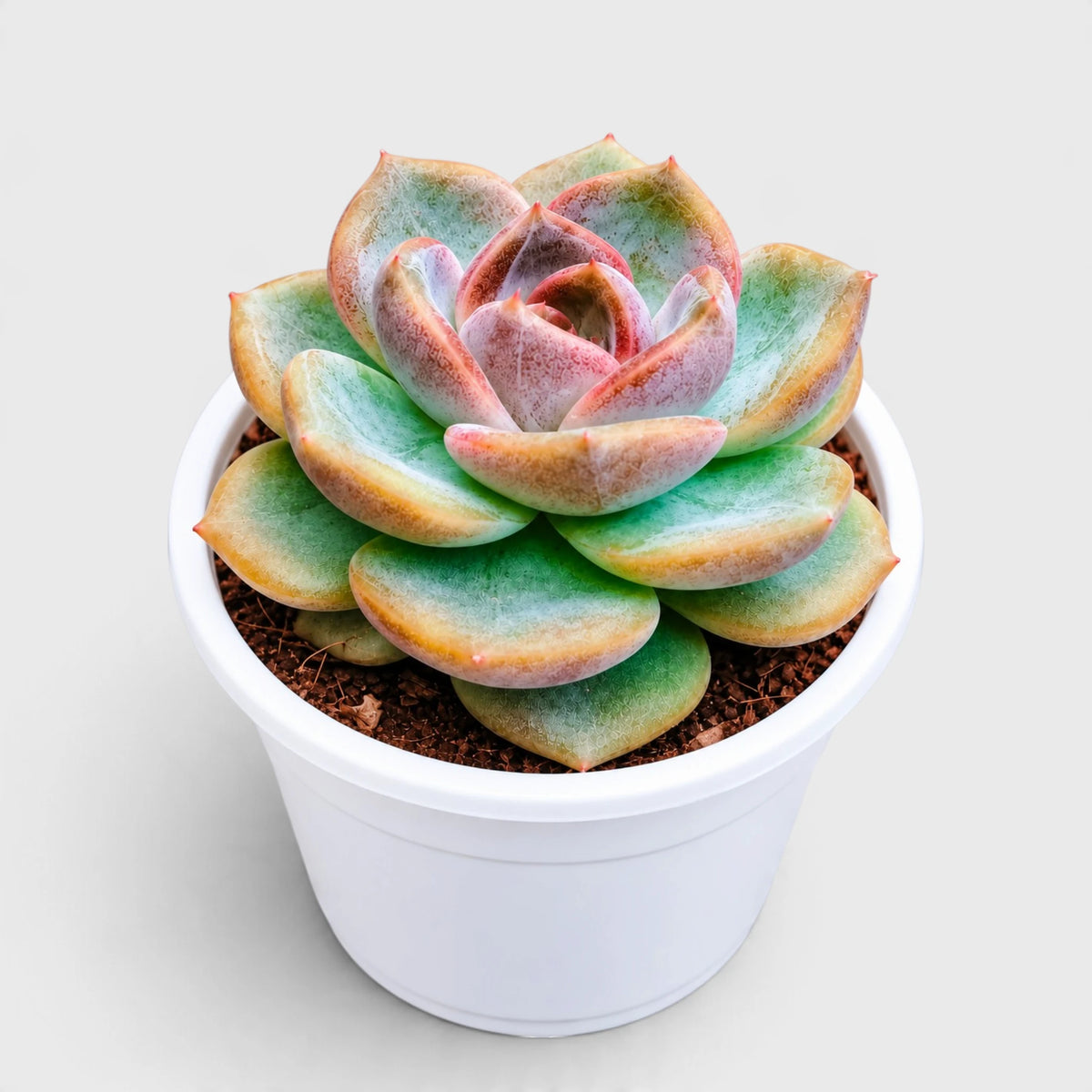 4 Colourful Echeveria Hybrid Succulent Collection – Set of 4