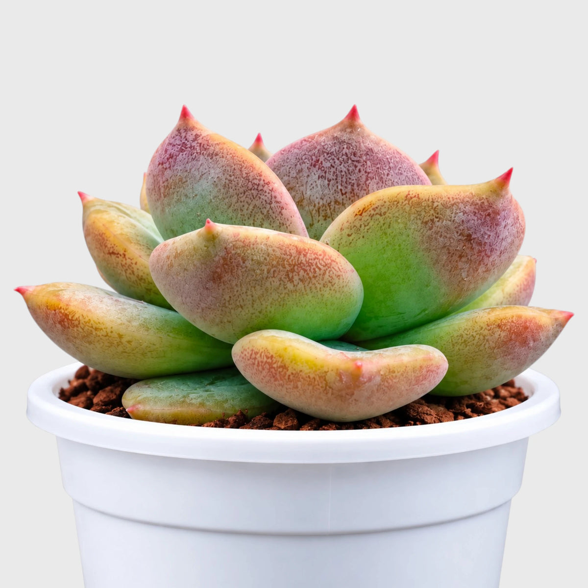 4 Colourful Echeveria Hybrid Succulent Collection – Set of 4