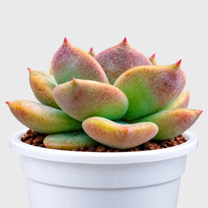 4 Colourful Echeveria Hybrid Succulent Collection – Set of 4