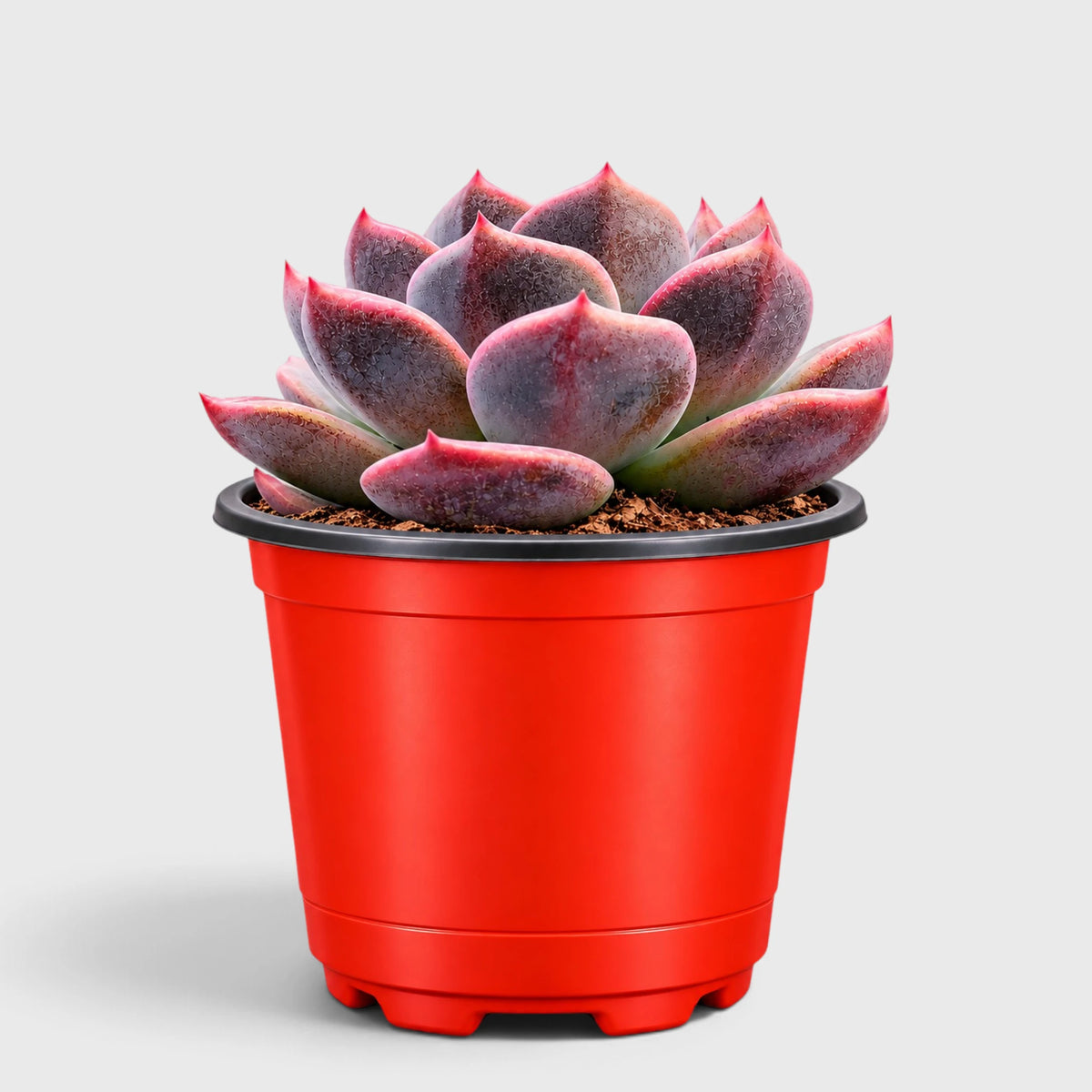Echeveria Purple Blue Grapes – Colourful Hybrid Succulent