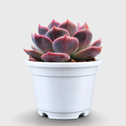 Echeveria Purple Blue Grapes – Colourful Hybrid Succulent