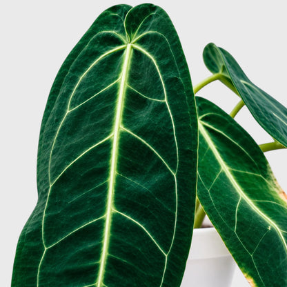 Anthurium Queen Warocqueanum – Rare Large Dark Leaf Collector Plant with Pot