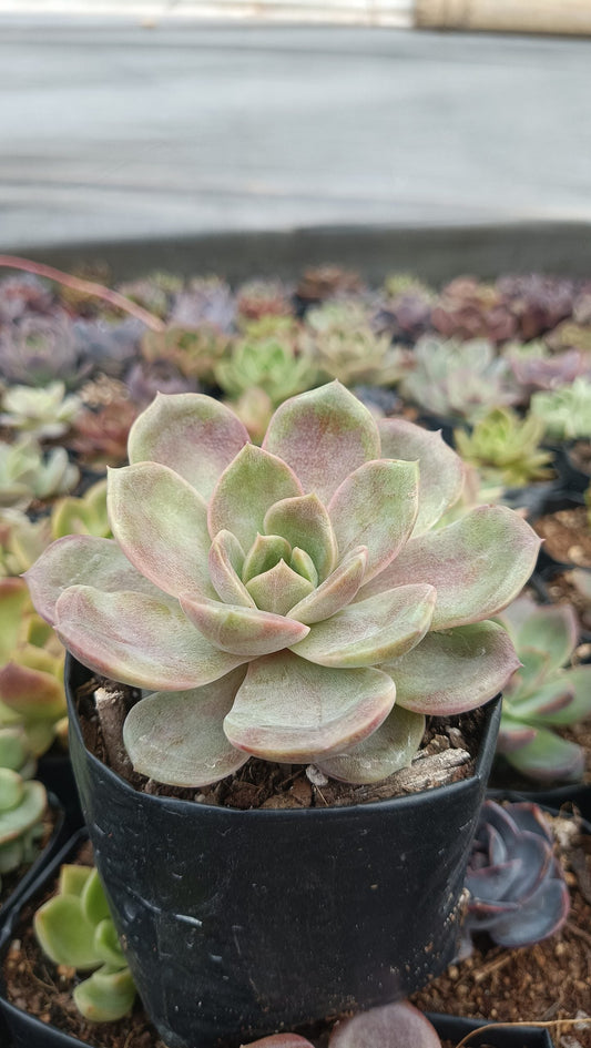 Radiant Rosette: Echeveria Hybrid Agavoid Succulent - Beauty & Versatility Combined - My Store