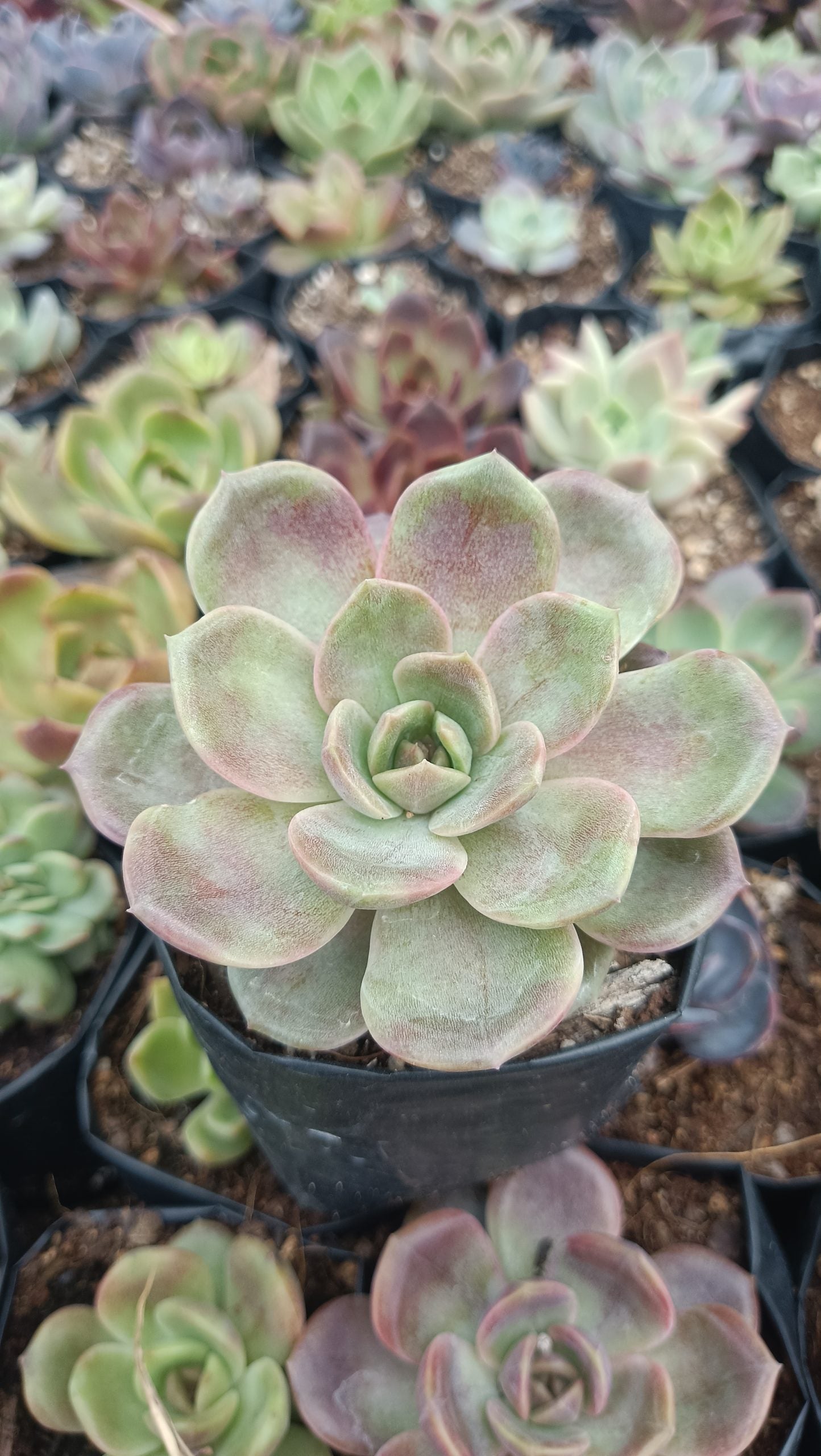 Radiant Rosette: Echeveria Hybrid Agavoid Succulent - Beauty & Versatility Combined - My Store