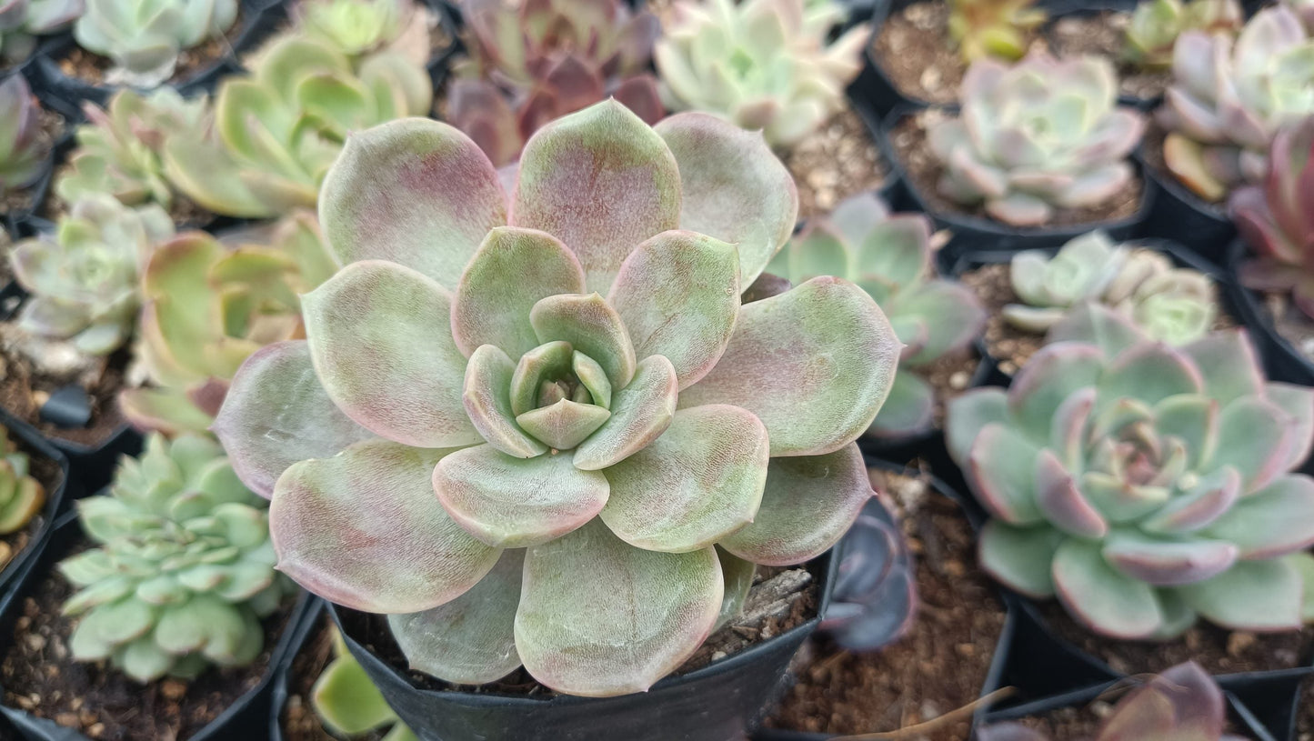 Radiant Rosette: Echeveria Hybrid Agavoid Succulent - Beauty & Versatility Combined - My Store