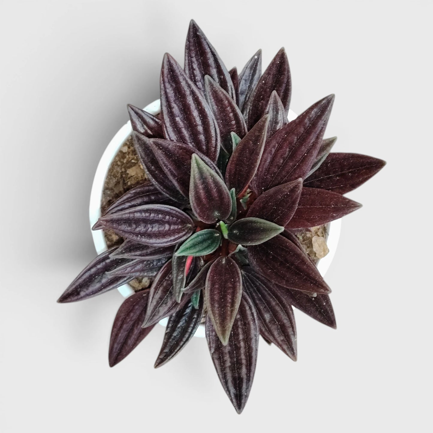 Peperomia Tanaman (Peperomia Caperata Red Rosso) Well Rooted Mature Indoor Plant