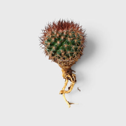 Mammillaria Rhodantha Rainbow – Rainbow Pincushion Cactus